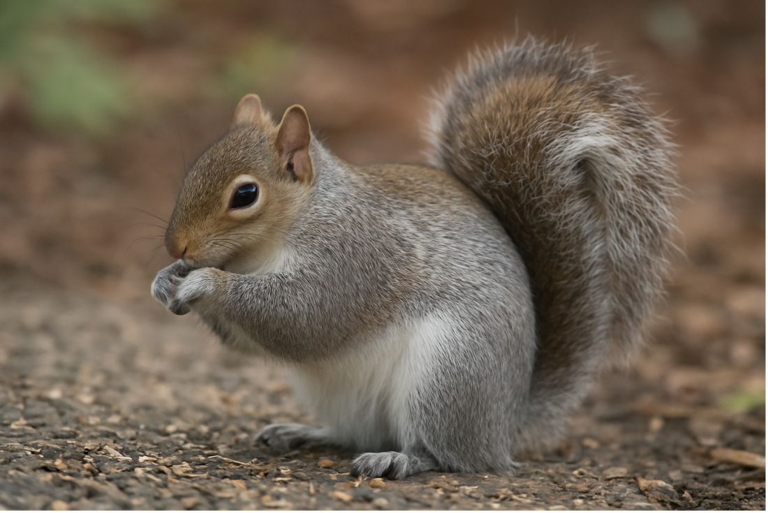 How to Keep Squirrels Out of Your Bird Feeder (2025 Field Guide)